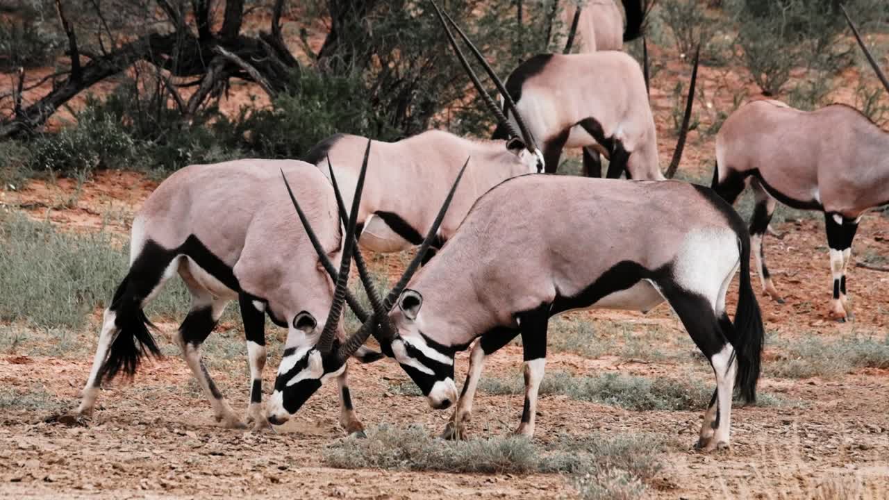 Two male Gemsbok fight for dominance by sparring in the Kalahari