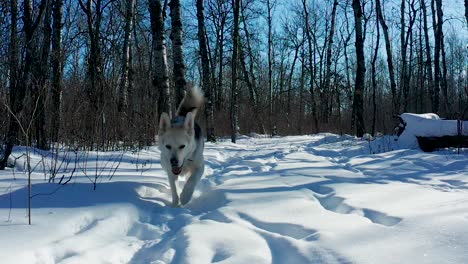 A pet husky wolf dog explores the forest on a cold and sunny winter day