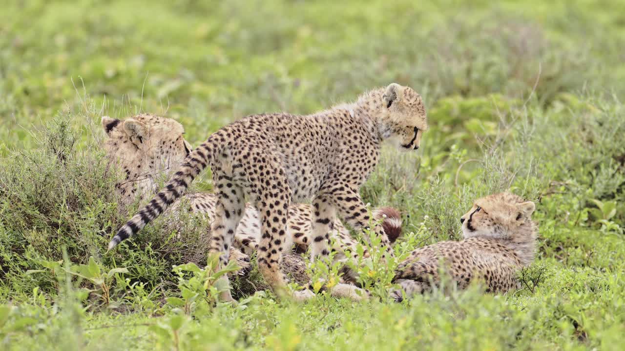 niños de guepardo en cámara lenta jugando en áfrica en el parque nacional serengeti en tanzania, lindos jóvenes guepardos en la vida silvestre africana en safari.