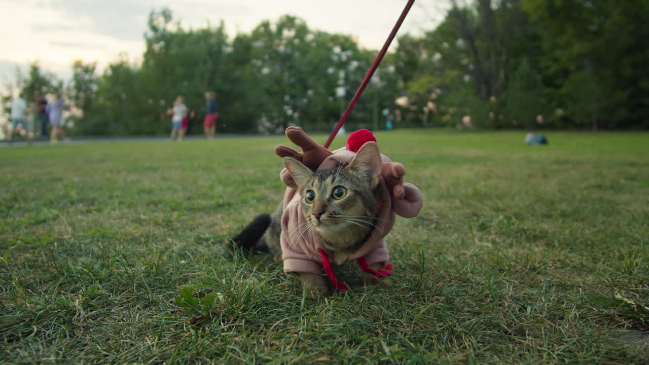 Small funny cat in halloween deer costume on the green grass walking in the park. Close-up of pretty kitty
