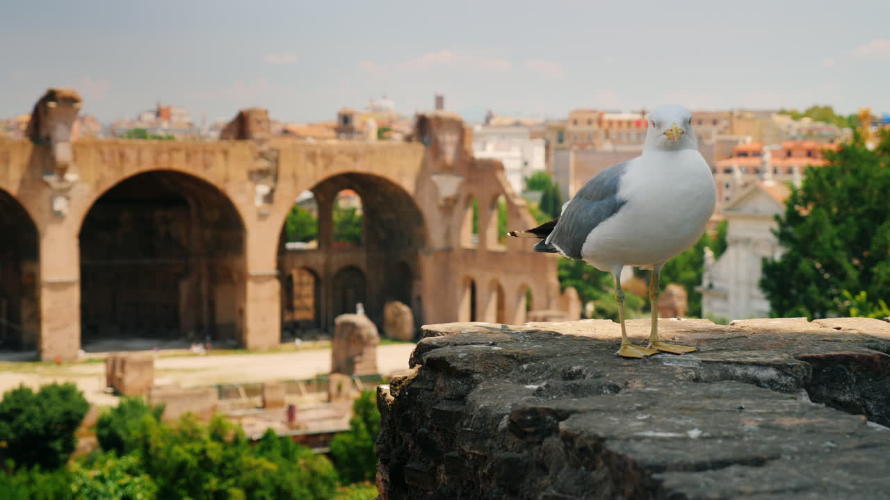 로마 포럼의 갈매기