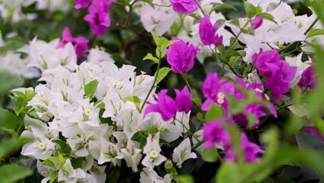 vibrant flowers in a bangkok garden