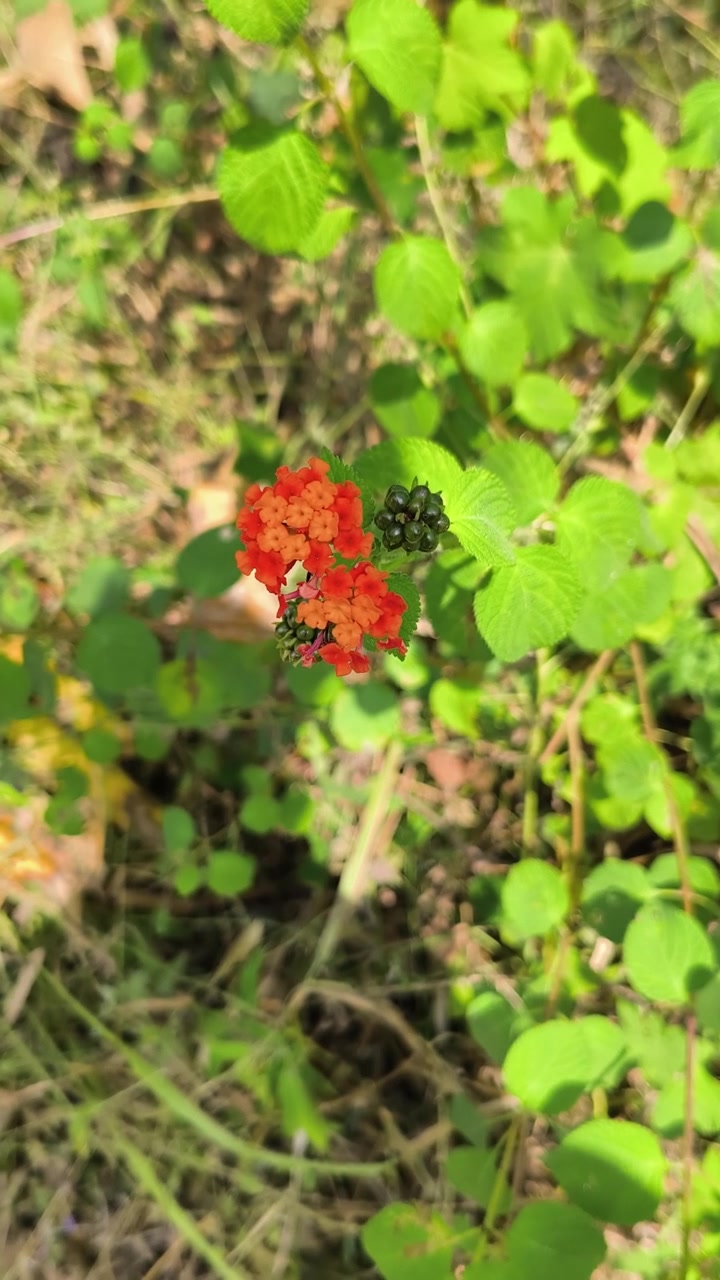 Fiori di lantana vivaci che sbocciano in un giardino soleggiato