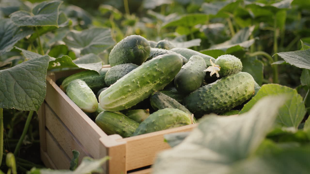 잘 익은 오이의 나무 상자가 침대 위에 서 있다