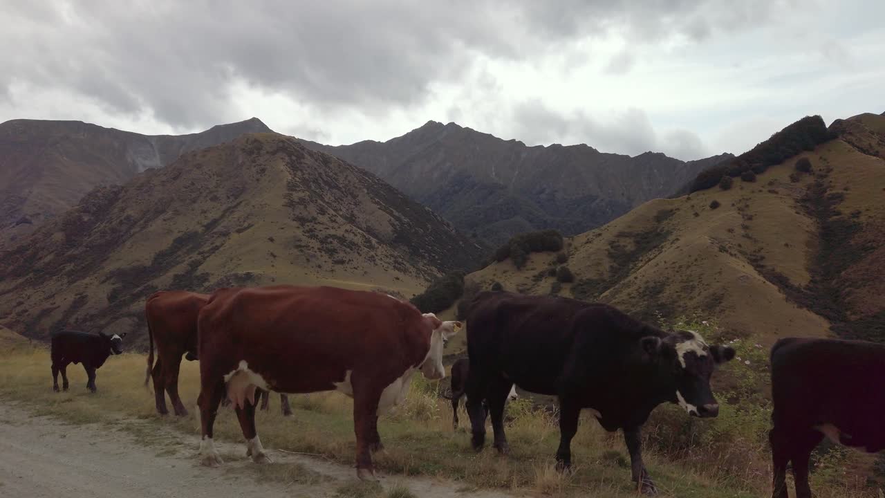 passando por gado sendo conduzido em estrada de terra montanhosa