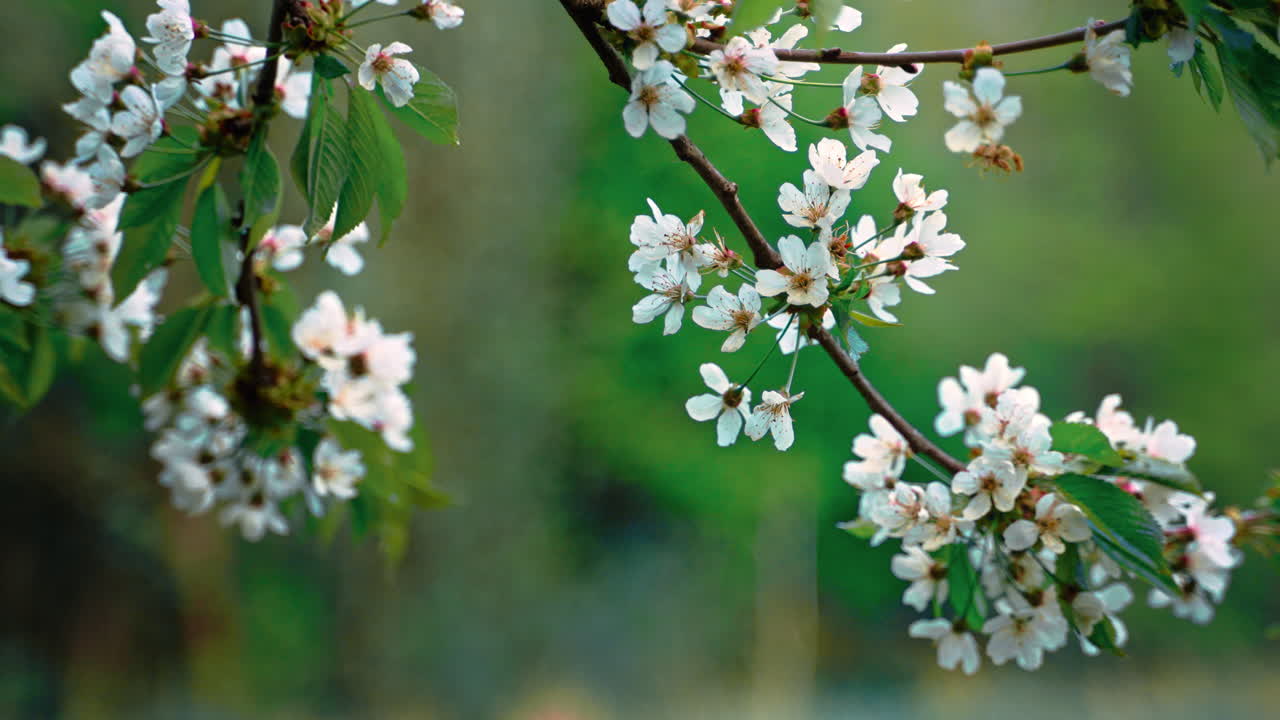 Spring garden. Close-up of a hanging cherry branch with slowly swaying white flowers. Selective focus with blurred background