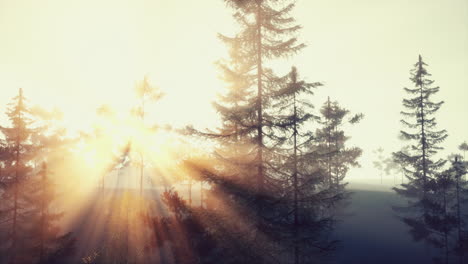 sunrise in a misty forest