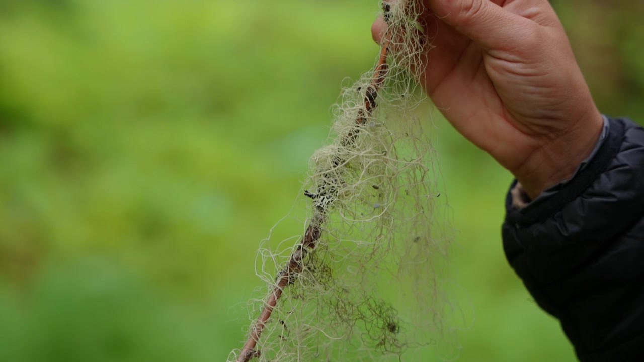Mano di donna che tiene lichene Usnea (barba di bosco) nella foresta