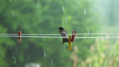 Pájaro-En-Un-Alambre-Luchando-Contra-El-Viento-En-La-Lluvia,-Bosque-4