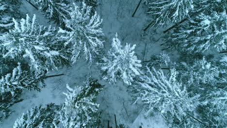 Top-Down-Aerial-View-of-Conifer-Forest-on