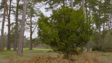 movement young green pine with ferns among large old trees in the middle of the forest