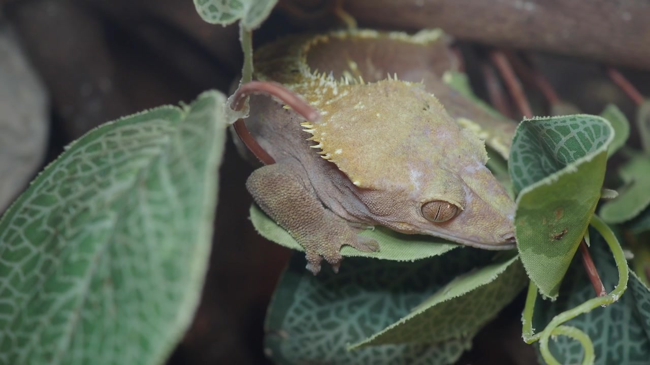 Kranset gekko hviler på grønt blad i terrarium