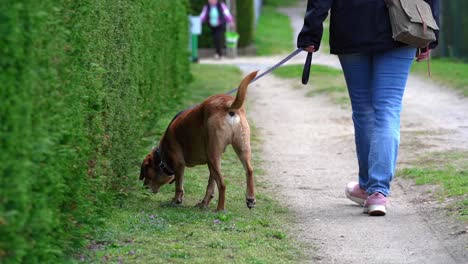 Dog-sniffing-the-green-on-a-sidewalk-held-on-a-leash-by-his-owner