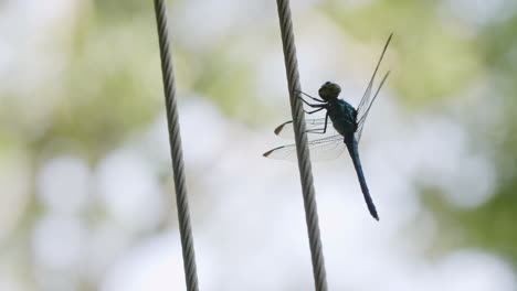 dragonfly hanging on rope with bokeh background