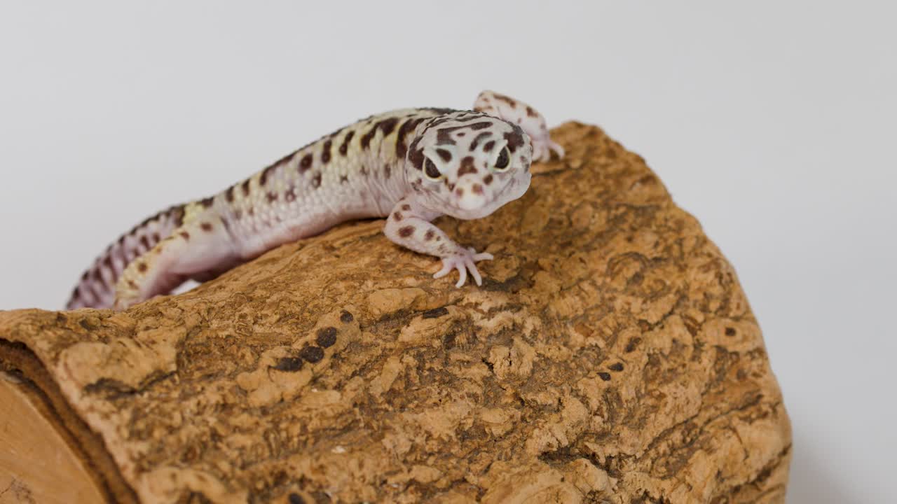 Un geco leopardo striscia su un tronco ruvido su uno sfondo bianco pulito da studio