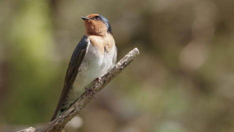 Primer-Plano-De-Un-Pájaro-Golondrina-De-Bienvenida-Posado-Y-Volando