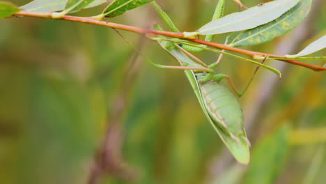 mantis de oración verde en una rama
