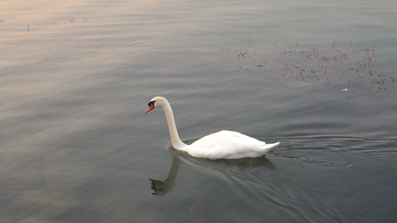 izquierda siguiente pan de cisne blanco nadando en un hermoso lago, buceando bajo el agua en busca de comida