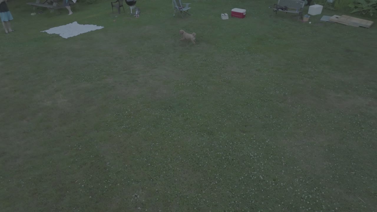 떨어지는 공중 샷, 작은 개는 푸른 잔디, 카메라 트랙 및 팬을 통해 실행됩니다.