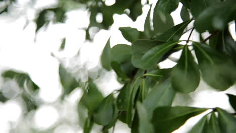 primer plano de hojas verdes balanceándose en la noche ventosa en el parque de malasia