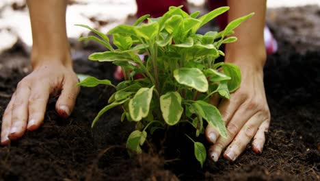 woman planting saplings in soil