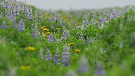 Lila-Lupinen--Und-Gelbe-Löwenzahnblüten-Auf-Einem-Grünen-Isländischen-Feld,-Die-Sich-Sanft-Im-Wind-Bewegen