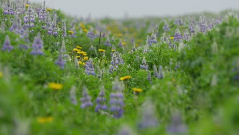 flores de lupino púrpura y diente de león amarillo en un campo verde de islandia moviéndose suavemente con el viento