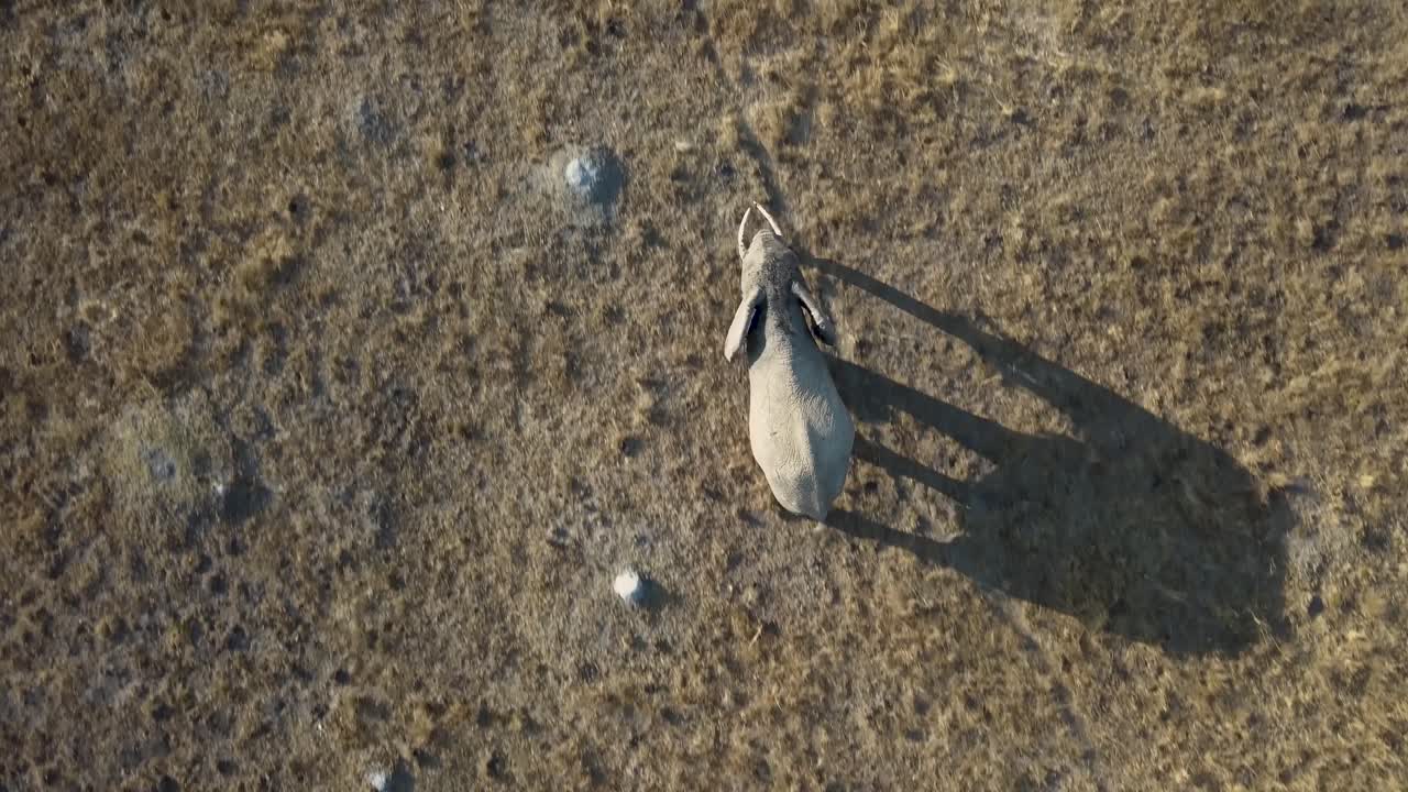 Birds-eye view of a big, large, elephant walking through the African bush in search of food