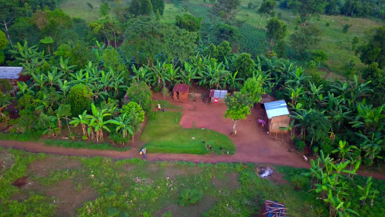 Lush green vegetation envelops a small rural community in Jinja, Eastern Uganda, featuring modest homes and dirt roads near the Nile's source, reflecting simple rural life, drone establishing shot