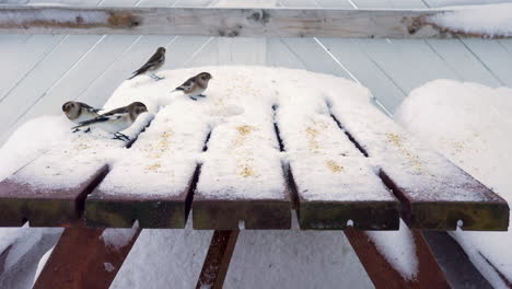 Pájaros-Alimentándose-De-Una-Mesa-Nevada