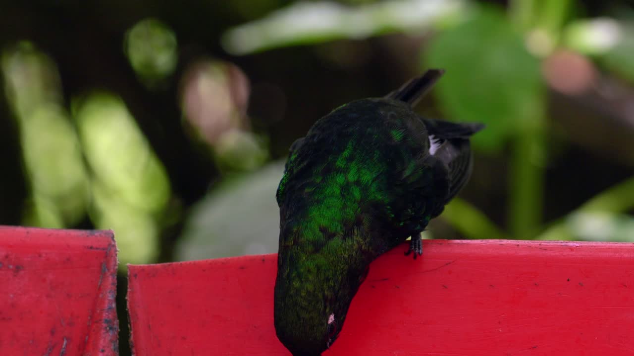 un colibrí iridiscente busca peligro mientras bebe agua azucarada en un bosque en ecuador, américa del sur