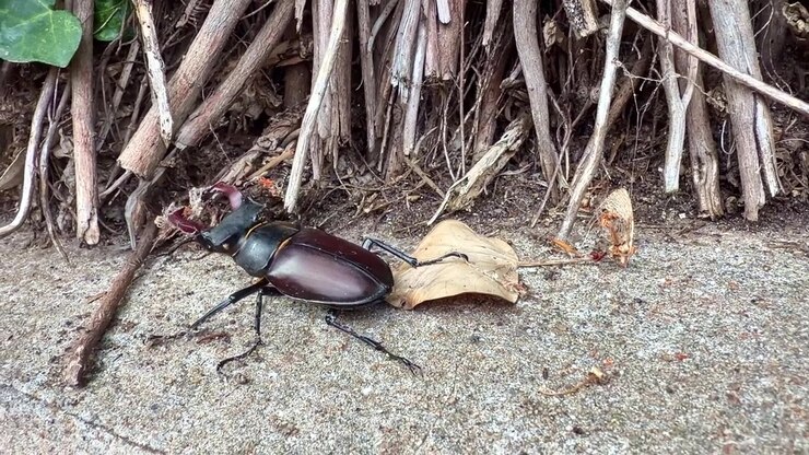 Han-hjortebille (Lucanus cervus) går hen over beton mod blotlagte trærødder og buskestængler, der viser dens karakteristiske forstørrede kindbakker, håndholdt sporing i jordhøjde.