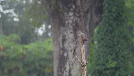 A-roadside-hawk-is-perched-at-the-tip-of-a-dead-tree-branch-and-then-hops-onto-a-lower-branch,-static-shot