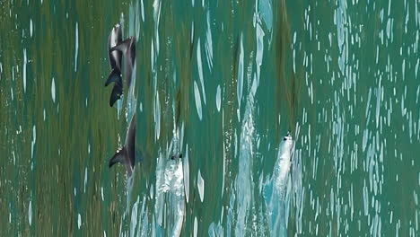 una manada de delfines oscuros rompiendo mientras nadan en el mar de tasmania - vertical de cerca