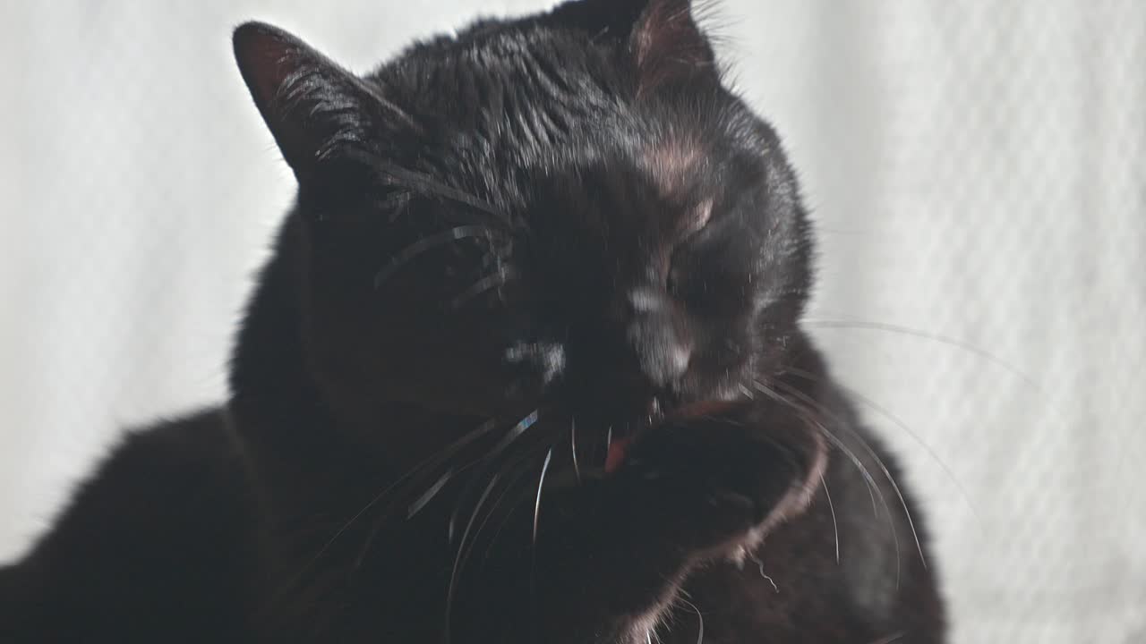 A sleek black cat is caught mid-groom, washing its face with a paw, illuminated by bright sunlight against a light background.