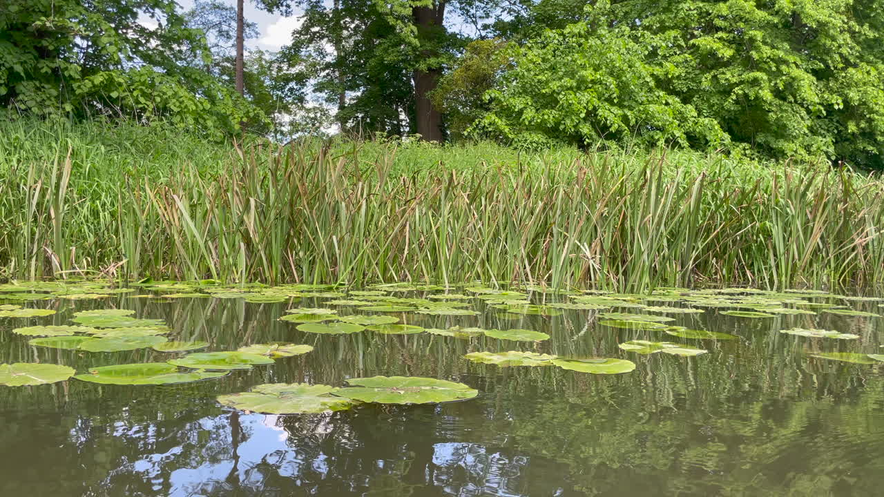 녹색 릴리 패드와 긴 강 갈대, 밝고 화창한 날을 보여주는 잔잔한 강에서 움직이는 장면