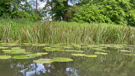 a moving shot on a calm river showing green lilly pads and long river reeds, bright sunny day