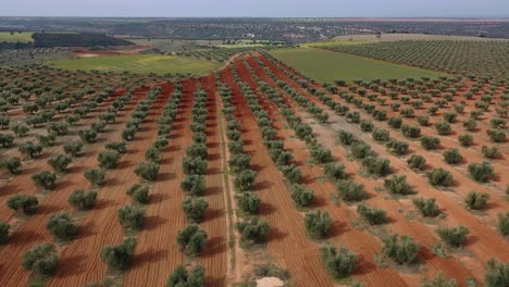 descent-flight-with-a-drone-in-an-olive-field-lined-up-in-red-clay-land-and-visualizing-a-farmhouse-with-a-fallen-roof-on-a-spring-day-with-a-blue-sky-and-several-green-meadows-around-it-in-spain