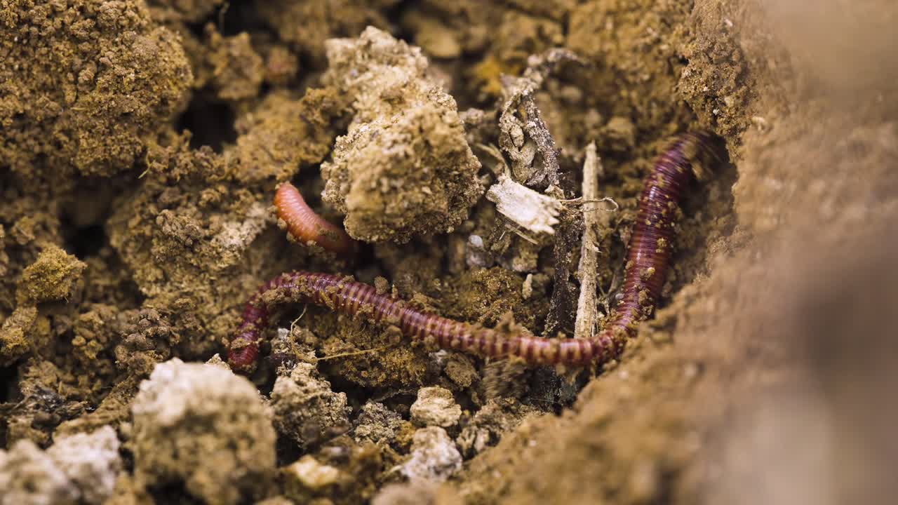 Minhocas cavando na terra. Minhocário e minhocas de vermicultura regenerando o solo. Mudanças climáticas. Solo orgânico