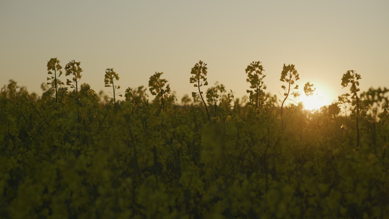 Close-Up of Blooming Yellow Canola at Sunset