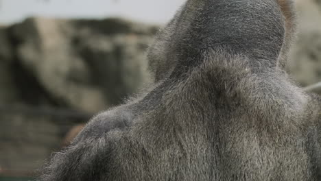 the powerful back of a large male gorilla. behind him in the distance are several females. dominance and dangerous animals. tilt shot