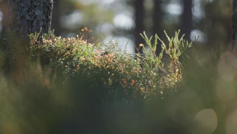 experience the enchanting beauty of autumn as the undergrowth of the forest is softly illuminated by the golden glow of the low sun
