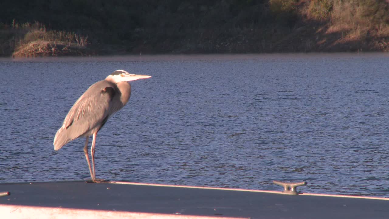 그레이트 블루 헤론(ardea herodias)은 캘리포니아 오크 뷰의 카시타스 호수 레크리에이션 지역에서 날아갑니다.