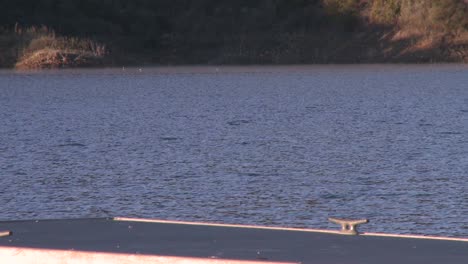 great blue heron (ardea herodias) flying at lake casitas recreation area in oak view california