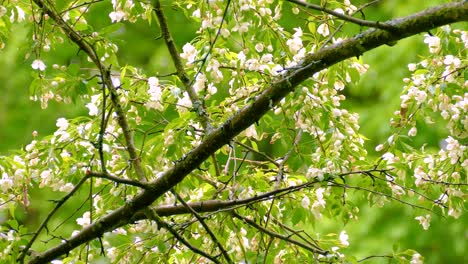 tennessee warbler or philadelphia vireo vs warbling vireo or red eyed vireo. birds during springtime in ontario, canada