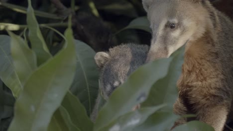 telephoto shot of three south american coati hiding in the rainforest foliage