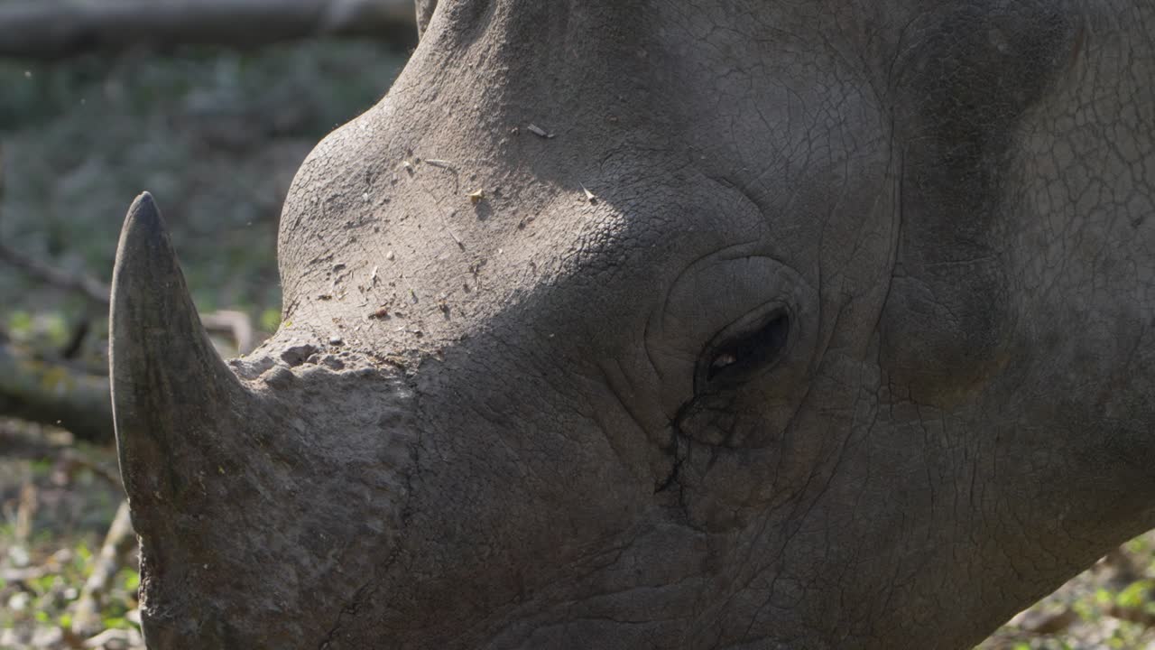 Greater one horned rhino of Nepal.
