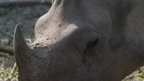 greater one horned rhino of nepal.
