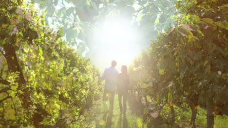 animation of lights over back of caucasian couple holding hands and walking at vineyard