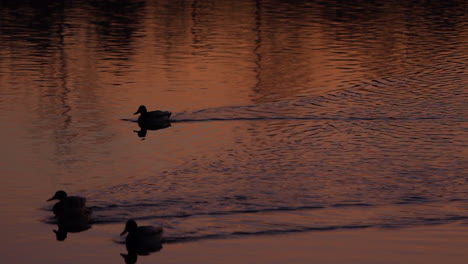 Patos-Nadando-En-El-Amanecer-Temprano-En-La-Mañana